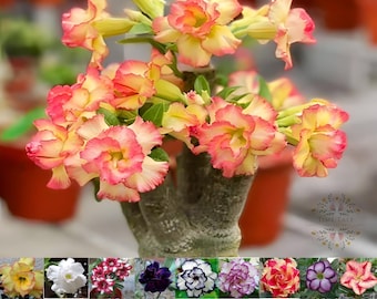 Semillas exóticas de Adenium obesum arábico - Mezcla de vibrantes flores dobles y triples / 90 semillas