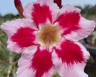 Rosa del desierto rara, Adenium Bonsai rosa estrella rojo, 10 semillas - Hallazgo raro.
