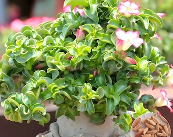 Medusa Dorset Horn Adenium arabicum Semillas Frescas, Rosa del Desierto de Hoja Ondulada, Planta Bonsai