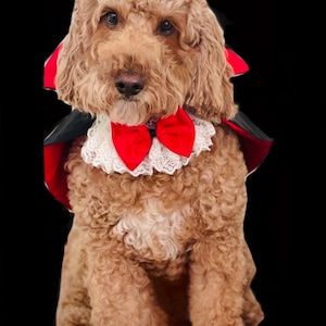 Dog/Pet Costume Old Fashioned Dracula Vampire Cape & Collar Handmade M