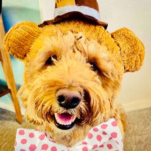Handmade Dog/pet Costume Muppet Fozzie Bear Goldendoodle! Size M-L