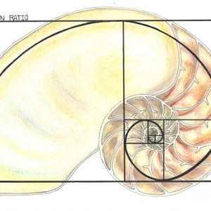 Könnte beinhalten: Illustration einer Nautilusmuschel mit Spiralmuster, überlagert mit einem schwarzen Raster und gebogenen Linien. Der Text "THE GOLDEN RATIO" steht oben. Die Muschel ist in Gelb-, Braun- und Beigetönen gehalten.
