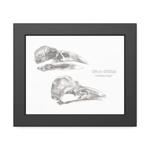 Könnte beinhalten: Eine gerahmte schwarz-weiße Bleistiftzeichnung mit zwei Vogelschädeln im Profil. Der Text CORVUS VIRIOSUS und CENOZOIC-EXTINCT ist in Schwarz auf dem weißen Hintergrund gedruckt. Das Kunstwerk ist in einem einfachen schwarzen Rahmen eingefasst.