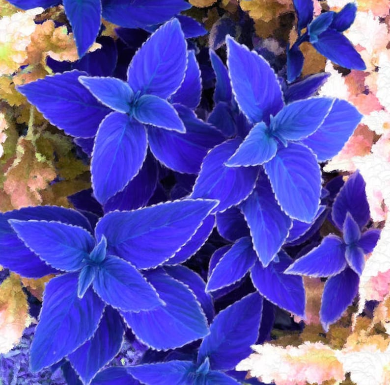 Blue Coleus Seeds 100 Seeds Rare Seeds Etsy