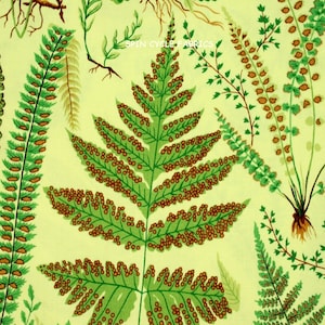 1 Fat Quarter Snow Leopard BOTANICAL FERNS pwslOO3 Yellow Plant Frond Philip Jacobs Flowers Garden Floral Westminster Quilting Sewing Fabric