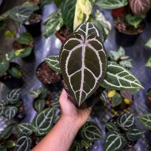 May include: Close-up of a dark green plant with prominent white veining, held in a black pot. The plant's large, heart-shaped leaves are the focal point, surrounded by other potted plants. The image showcases a variety of indoor plants.