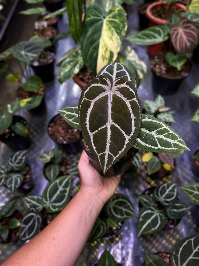 May include: Close-up of a dark green plant with prominent white veining, held in a black pot. The plant's large, heart-shaped leaves are the focal point, surrounded by other potted plants. The image showcases a variety of indoor plants.