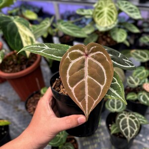 May include: A close-up of a potted plant with a large, heart-shaped leaf. The leaf is a deep brown color with white veining. Other plants are visible in the background, suggesting a nursery or greenhouse setting. The plant is in a black pot.