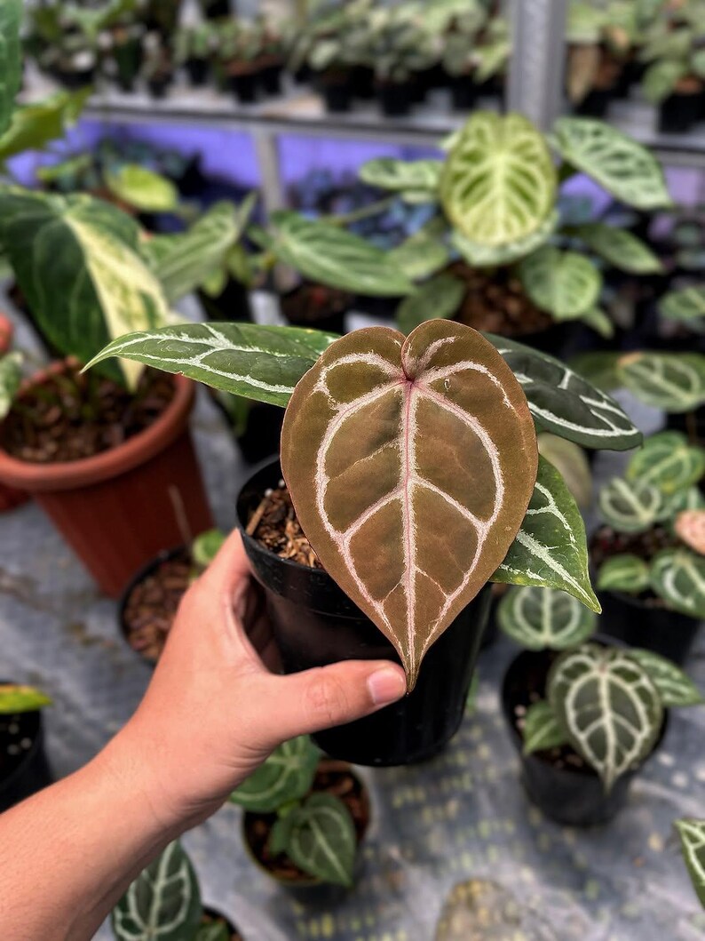 May include: A close-up of a potted plant with a large, heart-shaped leaf. The leaf is a deep brown color with white veining. Other plants are visible in the background, suggesting a nursery or greenhouse setting. The plant is in a black pot.