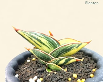 Sanseviera Hybrid Tower Rorida White Variegated Planten Actual Picture 11