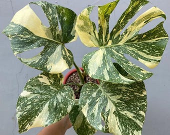 Monstera Blanca Nieve Variegada Imagen Real 045