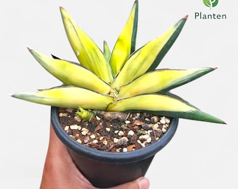 Sanseviera Hybrid Tower Sawasde Variegated Actual Picture Planten 13