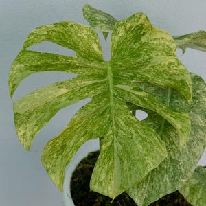 Peut inclure: Une plante Monstera panachée présentant de grandes feuilles en forme de cœur avec des fenestrations profondes. Le feuillage affiche un motif marbré de blanc crème et de diverses nuances de vert. La plante est dans un pot blanc rempli de terreau.