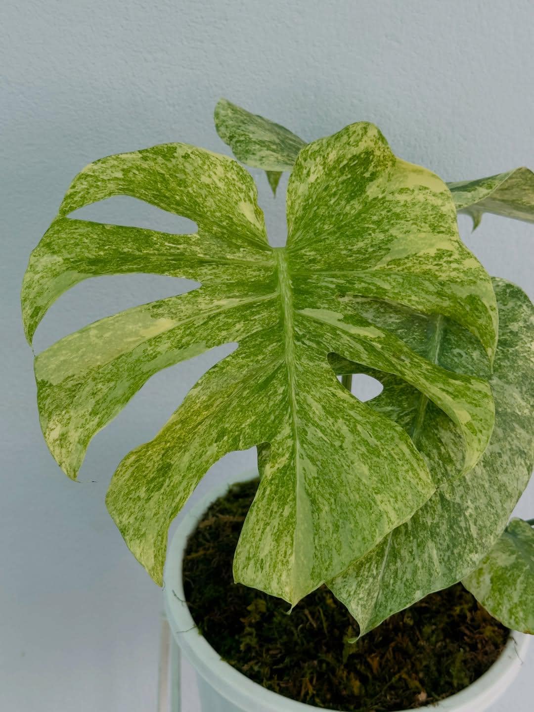 Monstera legacy - Etsy 日本
