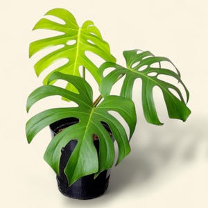 philodendron princess marble Philodendron Pink Princess Marble Galaxy – Plantamani Plants main image 0