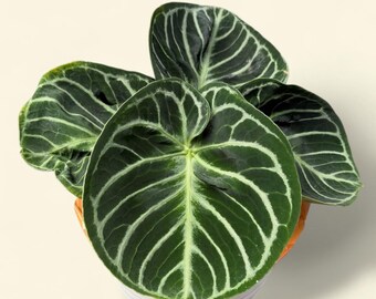 Anthurium Dorayaki Original Real Picture 045