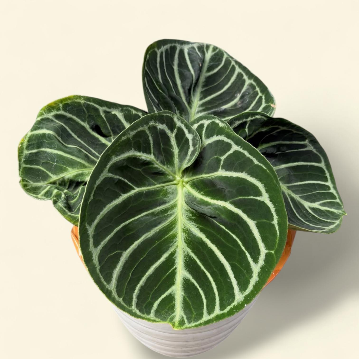 Anthurium dorayaki - Etsy 日本