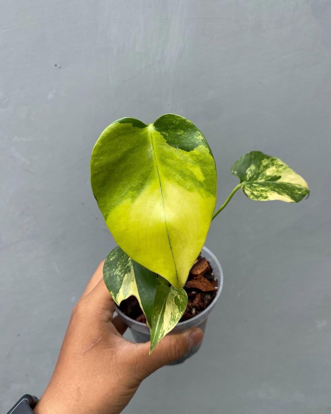 Monstera Deliciosa Pom Pom - Etsy Canada