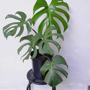 Monstera Brazil - Etsy