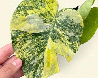 Monstera Miracle con imagen real vibrante de buena calidad 045