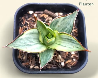 Sanseviera Tower Blue White Variegated Actual Picture Planten 14