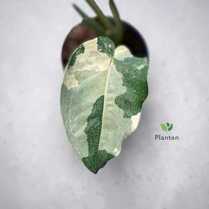 Pode incluir: Close-up de uma folha variegada com padrões verdes e brancos. A folha faz parte de uma planta de interior, com um vaso escuro e caules visíveis no fundo. O logotipo "Planten" está no canto inferior direito.