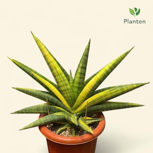 May include: A potted Sansevieria plant with long, pointed leaves. The leaves are green with yellow stripes, arranged in a starburst pattern. The plant is in a terracotta pot. The word "Planten" is in the top right corner.