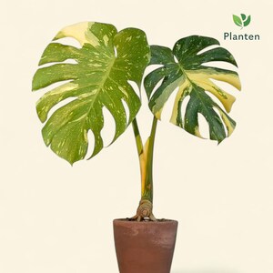 Pode incluir: Uma planta Monstera em vaso com folhas grandes e variegadas. As folhas exibem uma mistura de padrões verdes e amarelo creme. A planta está num vaso de terracota, e o fundo é de uma cor suave e neutra. O logotipo "Planten" está no canto superior direito.