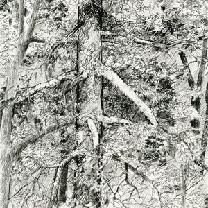 Cascadia Treetops Original Pen & Ink Drawing Archivally Matted and Mounted image 1