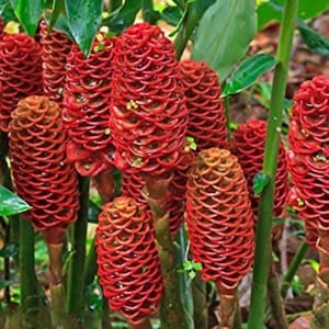 Shampoo ginger starter plants