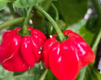 Jamaican red scotch bonnet pepper plants.4-6 inches in height. (4 pack).