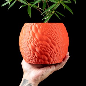 Könnte beinhalten: Ein orange-roter Blumentopf mit einem strukturierten, blasenartigen Muster. Der Topf enthält eine grüne Pflanze mit langen, dünnen Blättern. Der Topf wird in einer Hand vor schwarzem Hintergrund gehalten. Es ist ein dekorativer Artikel.
