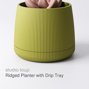 Könnte beinhalten: Ein grüner geriffelter Pflanztopf mit Tropfschale, der eine rosa Sukkulente enthält. Der Pflanztopf hat vertikale Rillen und eine abgerundete Form. Der Text "studio loup" und "Ridged Planter with Drip Tray" sind sichtbar.