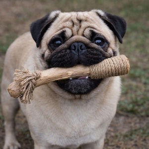 Puede incluir: Un carlino beige con hocico y orejas negras sostiene un juguete de madera con un extremo de cuerda en la boca. El perro mira directamente a la cámara con una expresión feliz. El fondo está borroso, lo que sugiere un entorno al aire libre.