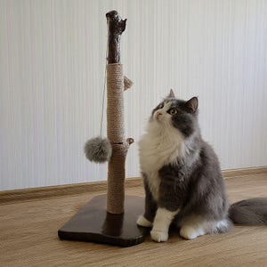 Puede incluir: Un rascador para gatos con diseño de madera natural. El poste está envuelto en cuerda de sisal y tiene un juguete de pompón colgante. Un gato gris y blanco está sentado cerca, mirando el poste. La base es de forma rectangular, de color marrón oscuro.