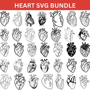 Anatomical Heart SVG Bundle: Medical Anatomy Clipart (Digital Download)