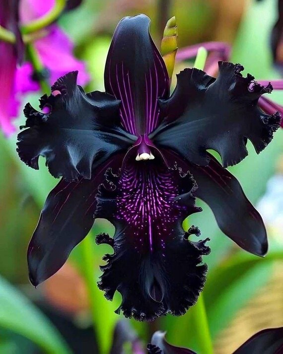 35 Rare Black Bearded Iris Seeds: Striking Purple-Orange Perennial