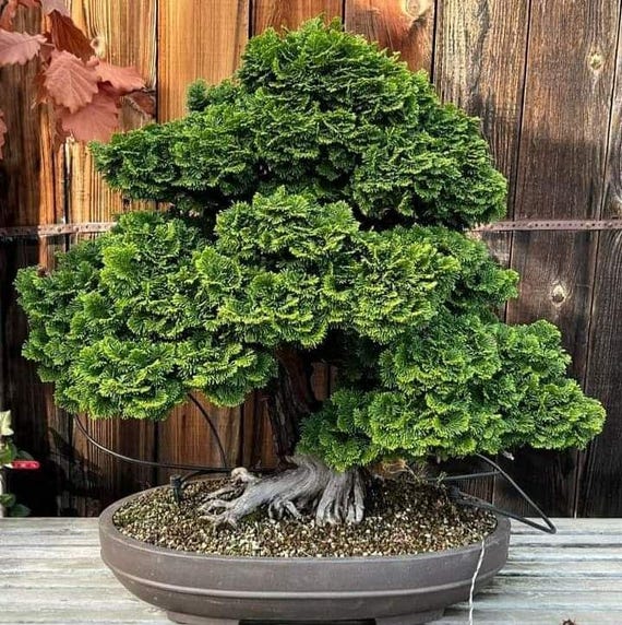 jade plant round leaves Peperomia rotundifolia - Trailing Jade Houseplant | Hortology main image 0