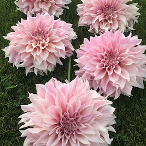 May include: Five large, fully bloomed dahlias in varying shades of pink and white rest on a bed of green grass. The petals are layered and delicate, with a soft, textured appearance. The flowers are in full bloom, showcasing their intricate details.