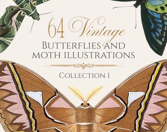 64 Vintage Butterfly Moth Clip Art Illustrations - Collection 1 - Printable Download
