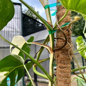 Monstera Top Cutting - Etsy