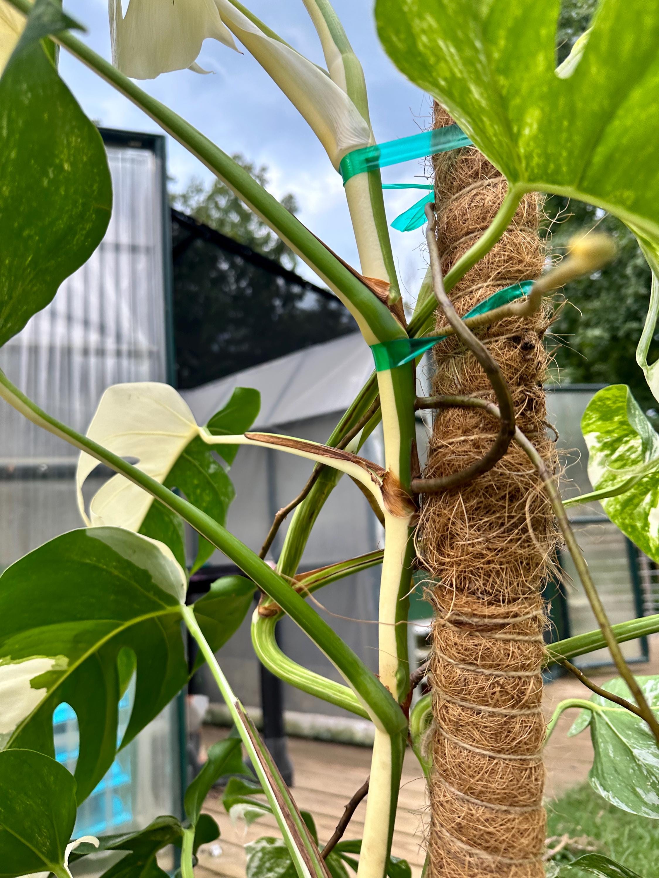 philodendron alocasia Philodendron billietiae