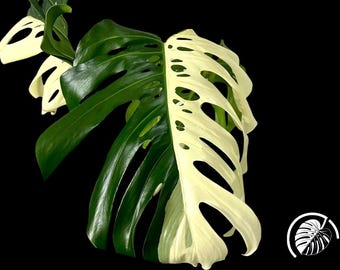 Monstera Albo Halfmoon (top, mid and stem cuttings)