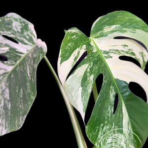 monstera sierrana Monstera Sierrana (Mexican Clone)
