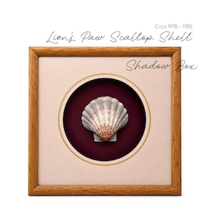 May include: A square wooden shadow box frame containing a Lion's Paw Scallop Shell centered on a deep burgundy circular background. The text "Lion's Paw Scallop Shell", "Shadow Box", and "Circa 1978 – 1985" is printed on the image.