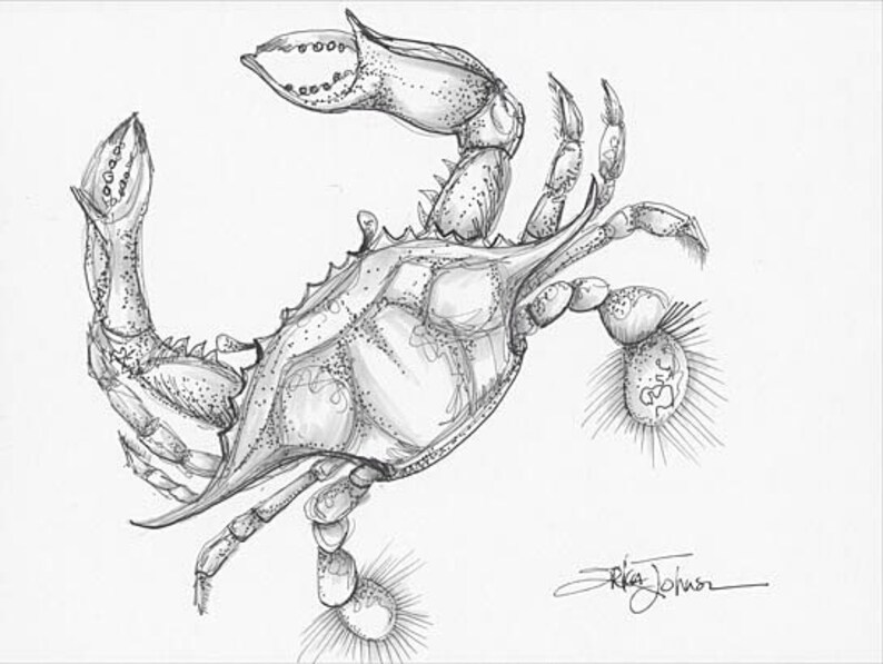 Crab Timeoriginal Pen and Ink Line Drawingblue Crabfish Etsy