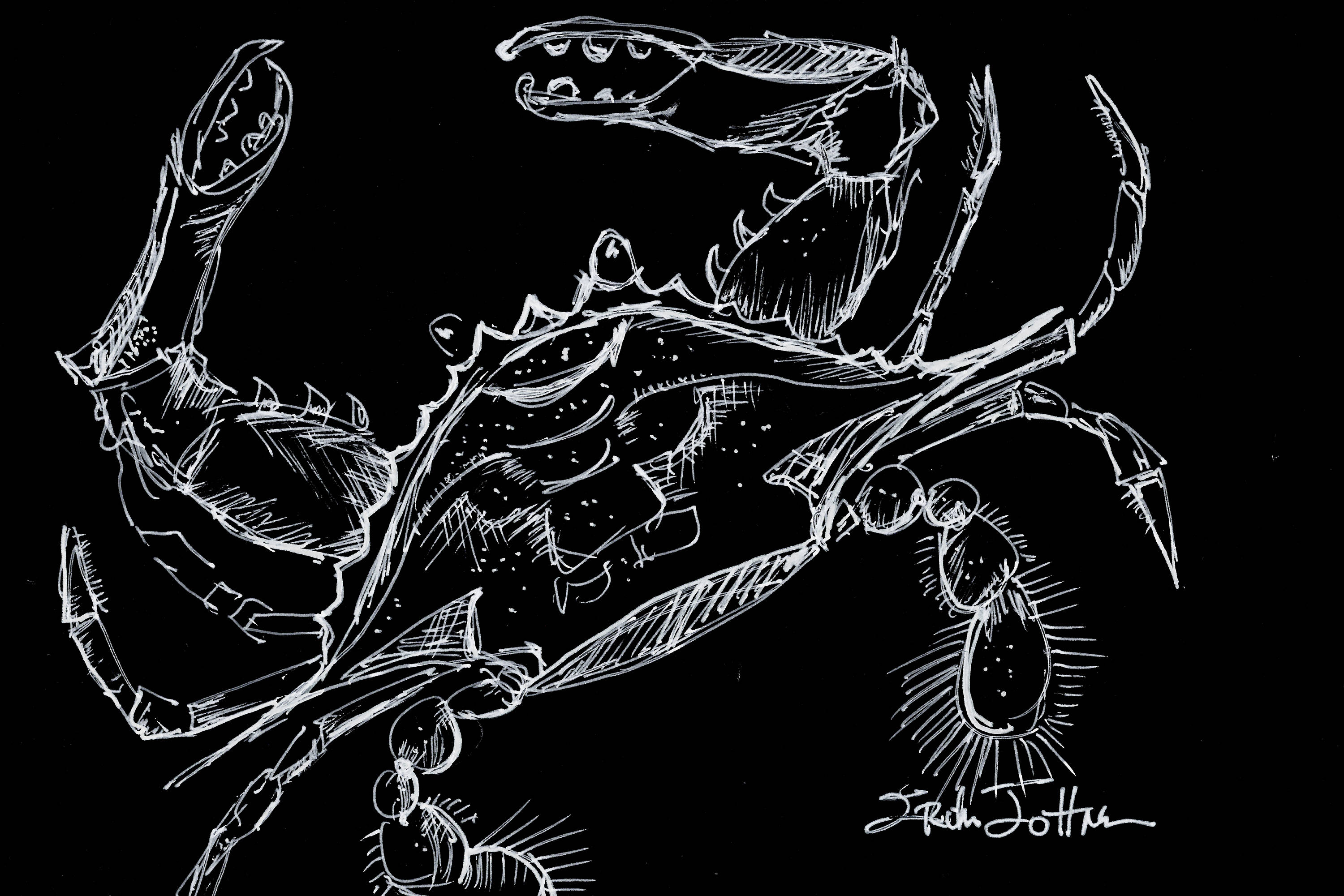 Blue Crab original pen and ink drawing on Black paperblack Etsy