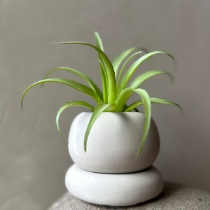 May include: A small, light green plant with long, slender leaves is potted in a white, rounded ceramic pot. The pot sits atop a matching, stacked, rounded base. The background is a solid, neutral gray.