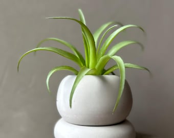 Small Succulent Concrete thick walled plant pot with saucer. Japandi, minimalist, Sculptural, Scandinavian, modern gift, Wabi Sabi,