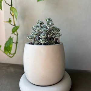 May include: A small, light-colored succulent plant in a white, rounded ceramic pot. The plant has multiple small, light green, rosette-shaped leaves. The pot sits on a matching, circular base. Trailing green vines with yellow-green leaves are in the background.